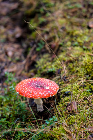 Amanita muscaria or fly agaric in the forestの写真素材