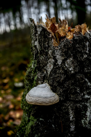 White mushroom growing on a tree in the autumn forest, close-upの写真素材