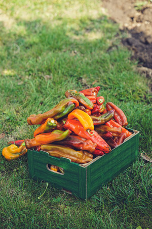Red and yellow peppers in a wooden box on the grass in the gardenの写真素材