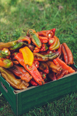 Red, yellow and green peppers in a wooden box on the grassの写真素材