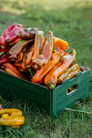 Freshly harvested red and yellow peppers in a wooden box on the grassの写真素材