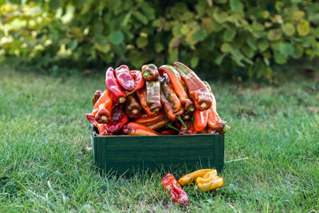 Fresh red and yellow peppers in a wooden box on the green grassの写真素材