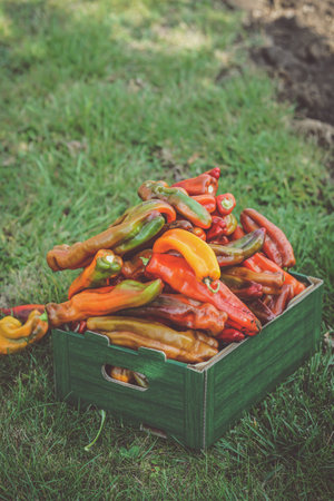 Red and yellow peppers in a wooden box on the grass in the gardenの写真素材