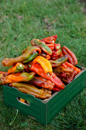 Red and yellow peppers in a wooden box on a green grass backgroundの写真素材