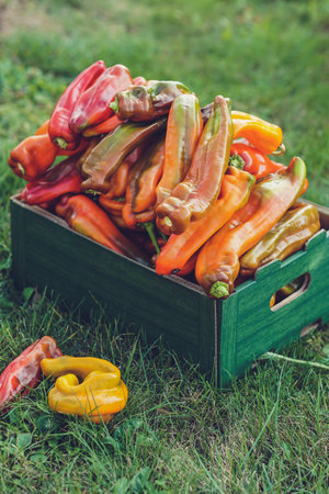 bunch of fresh peppers in a wooden box on a green grassの写真素材