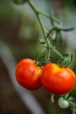 Ripe red tomatoes on a branch in the garden. Selective focus.の写真素材