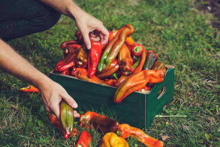 Man picking fresh organic peppers in a wooden box on the grass.の写真素材
