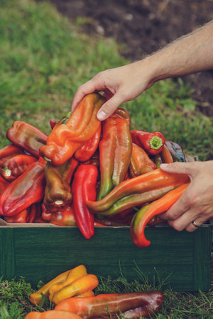 Fresh organic peppers in a wooden box in the hands of a manの写真素材