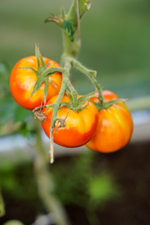 Tomatoes on the vine in the garden. Shallow depth of field.の写真素材