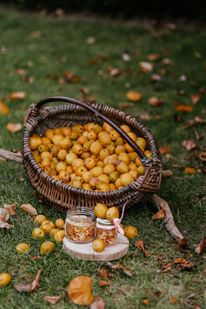 Ripe yellow quinces in a wicker basket on the grassの写真素材