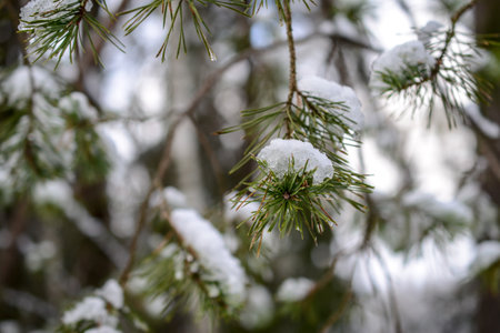 Snow on the branches of a pine tree in the forest in winterの写真素材