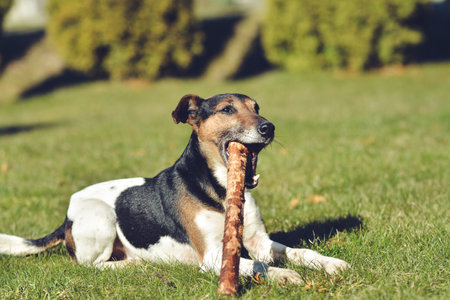 Dog playing with a stick in the garden on a sunny day.の写真素材
