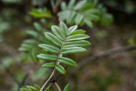 Green leaves of a mountain ash on a blurred background of the forestの写真素材