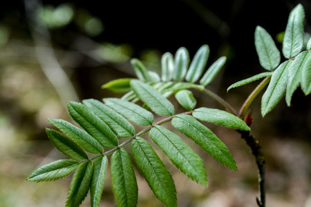 Close up of green leaves of a rowan tree in the forestの写真素材