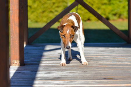 Jack Russell Terrier dog stands on the porch of a wooden houseの写真素材
