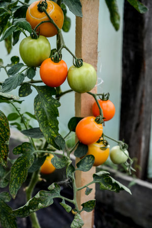 Ripe tomatoes on a branch in a greenhouse. Selective focus.の写真素材