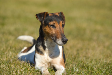 A Jack Russell Terrier is sitting on the grass in the sunshine.の写真素材