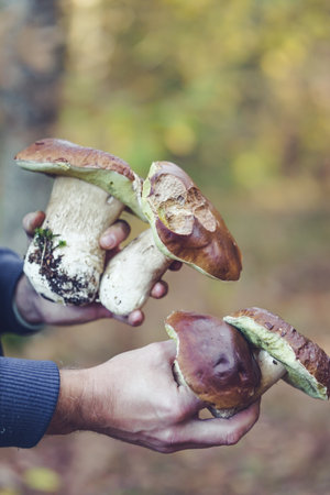 Boletus edulis, penny bun or porcini mushroom in man's handsの写真素材