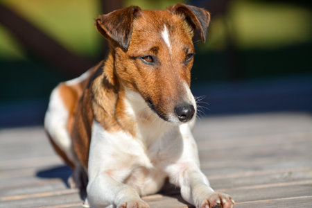 Jack Russell Terrier dog sitting on a wooden deck in the sunの写真素材