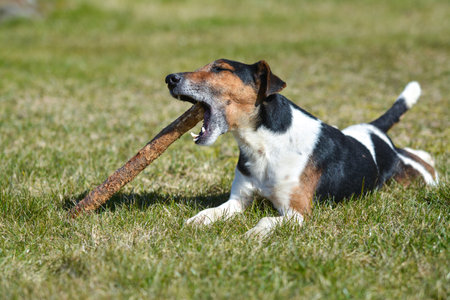 A Jack Russell Terrier playing with a stick in the garden.の写真素材