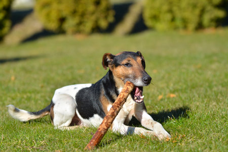 A Jack Russell Terrier playing with a stick in the garden.の写真素材