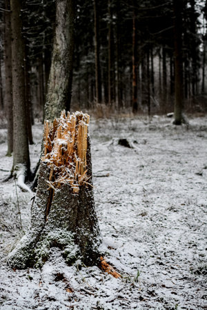 tree stump in winter forest with snow and frost.の写真素材