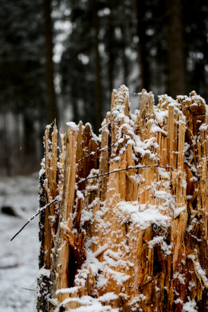 Stump in the snow in the winter forest. Beautiful winter landscape.の写真素材