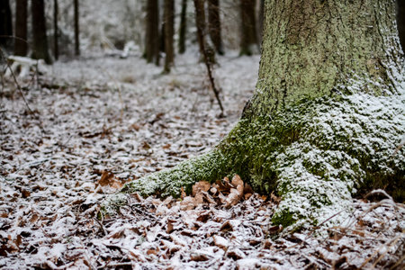 Winter forest with trees covered with snow and dry leaves in the foregroundの写真素材