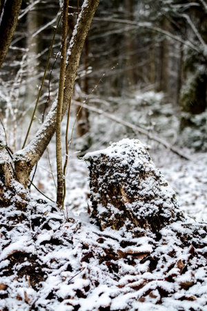 tree stump in the forest covered with snow in winter. abstract environmental backgroundの写真素材