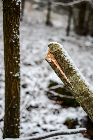 frozen tree trunks in winter forest with snow.の写真素材