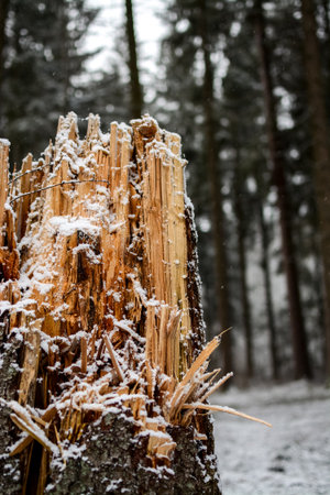 winter landscape with snow covered tree trunks in forest. latviaの写真素材