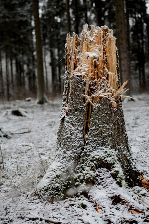tree stump covered with snow in winter forest with trees and grass aroundの写真素材