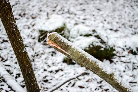 Frozen log in the winter forest. Snow on the ground.の写真素材