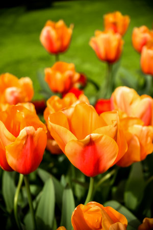 Orange tulips in the Keukenhof park in Netherlands.の写真素材