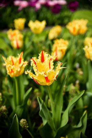 Tulip. Beautiful bouquet of tulips. colorful tulips. tulips in spring,colourful tulipの写真素材