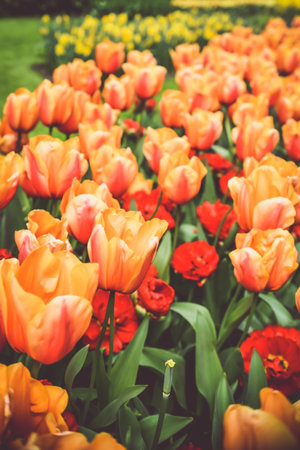 Tulip. Beautiful bouquet of tulips. colorful tulips. nature backgroundの写真素材