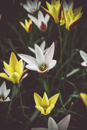 Colorful tulip flowers blooming in the garden - Vintage Filterの写真素材