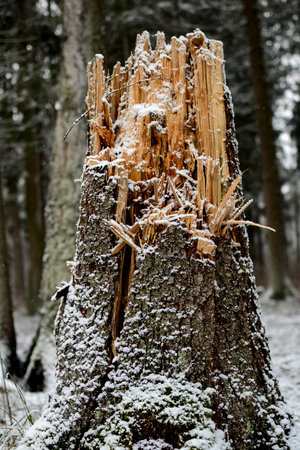 stump in the forest covered with snow and frost in winter.の写真素材