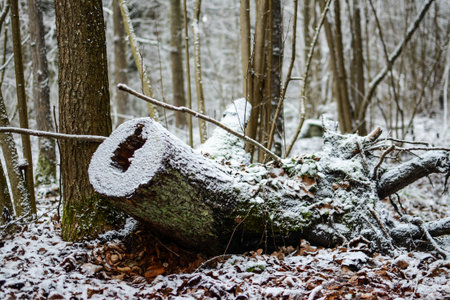 snowy winter forest with tree trunks and snow covered groundの写真素材