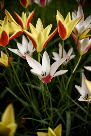 Beautiful tulip flowers in the garden - vintage effect style picturesの写真素材