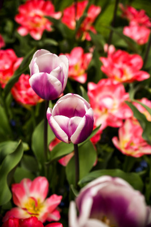 Beautiful tulip flowers in the garden - vintage effect style picturesの写真素材