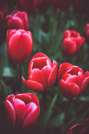 Beautiful tulips in the garden with filter effect retro vintage styleの写真素材