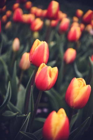 Beautiful tulip flowers blooming in the garden - Vintage Filterの写真素材
