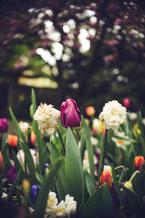 Beautiful tulips blooming in the gardenの写真素材