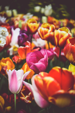 Tulip. Beautiful bouquet of tulips. colorful tulips. tulips in spring,colourful tulipの写真素材