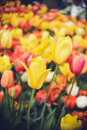Colorful tulip flowers blooming in the garden - Vintage Filter