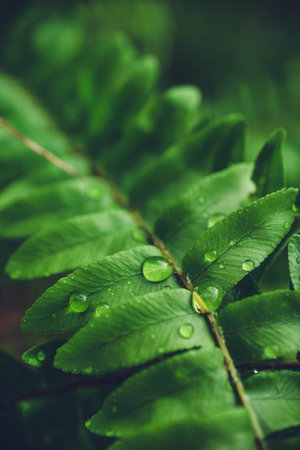 Green fern leaves with water drops. Nature background. Selective focusの写真素材