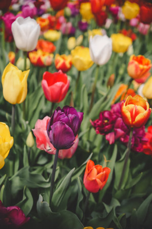 Colorful tulips blooming in the garden. Spring flowers backgroundの写真素材