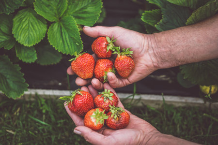 Strawberries in the hands of a man. Selective focus. nature.の写真素材
