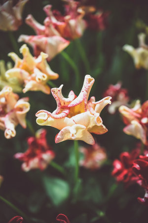 Beautiful tulip flowers in the garden - Vintage effect style pictures